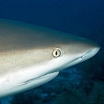 Fear and fascination after shark sightings around Cayman