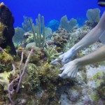 Coral reef nursery blossoms in Little Cayman