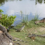 EDITORIAL – To Grand Cayman’s green iguana cullers: Happy (and safe) hunting