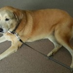Dogs’ paraquat poisoning renews calls for ban