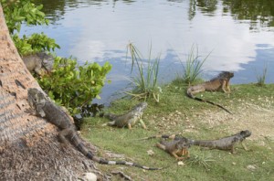 Green-Iguana-Invasion-Cayman.jpg