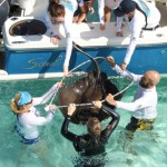 Researchers hunt for clues in stingray health