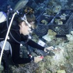 Piece by piece, divers rebuild damaged Grand Cayman coral reef