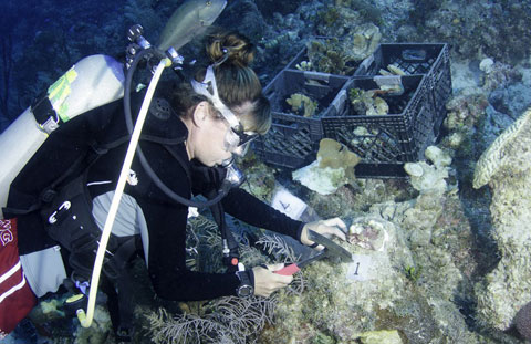 Reef-Restore-2.jpg