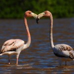 Visiting flamingos extend their stay in Grand Cayman