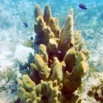 Scientists explore secret of Little Cayman's coral reef success