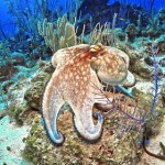 The challenge of stingray photography