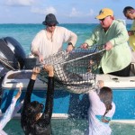 Researchers keep tabs on life at the sandbar