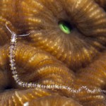 New underwater worm species identified in Cayman