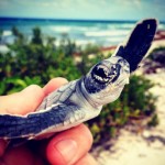 Rescued turtles battle tough survival odds