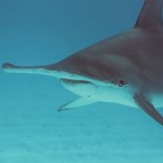 Wildlife sightings delight divers, fishermen