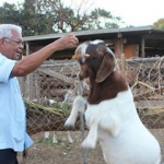Demand for local meat grows as livestock numbers fall