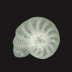 'Luminescent Forms:' Where art meets science