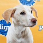 Cayman rescue stars on'Puppy Bowl'