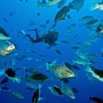Grouper Moon project broadcasts to schools from beneath the waves