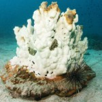 El Niño impact could be felt in Cayman
