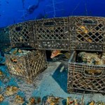 Steady progress on reef restoration