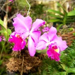 Orchid Show set to be blooming beautiful