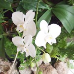 Orchid show blooms at Botanic Park