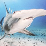 Underwater photographer unveils collection