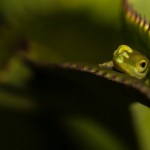 Little Cayman hosts exhibit of wildlife 'above the waves'