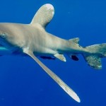Researchers, Cayman anglers team up to protect sharks