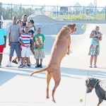 Neglected dogs provide therapy for Cayman's youth