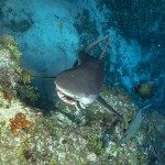 Snack time: Shark feeds on lionfish in East End
