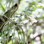 Rare Cayman ghost orchid in bloom