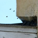 Swarms make beeline for new homes