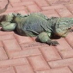 Blue iguana killed in dog attack