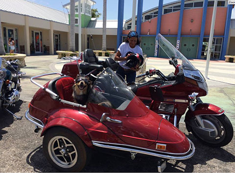 Dog-in-Bike-Sidecar
