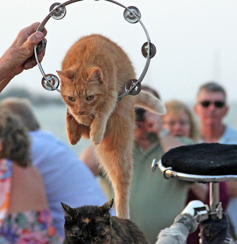 Cat-man