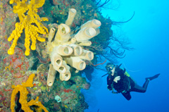 image_658252.jpg