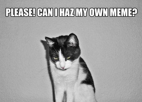 Meme-producer-kitty