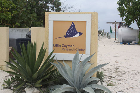 CCMI-Little-Cayman