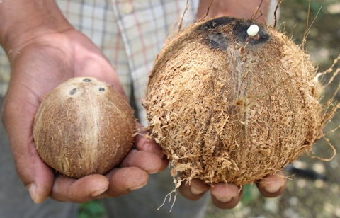coconuts-west-bay
