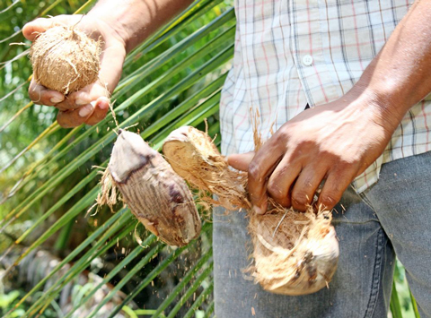 Cayman_coconut_process