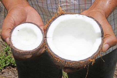 cayman_coconuts_Powells