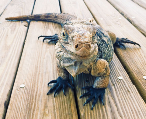 Little-Cayman-Iguana