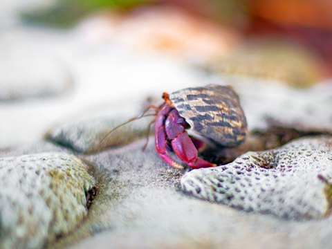 hermit-crab