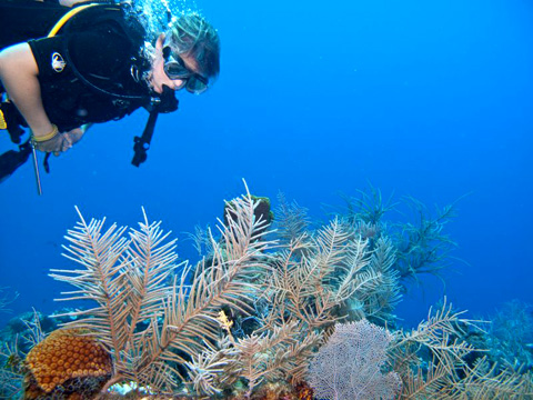The underwater environment is a prime draw for cruise ship visitors. 