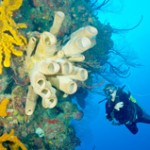 International Diving Hall of Fame names local honorees