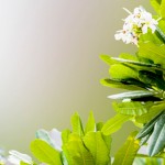 Make green spaces greener with local plants