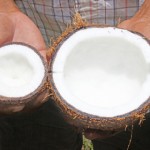 Crazy for coconuts