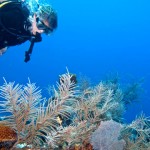 Harbor faces environmental impact