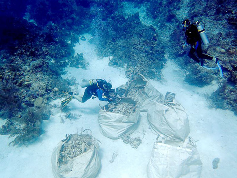 Volunteers on the Magic Reef Restoration project fill bags with rubble near the site where a cruise ship dropped anchor on the coral reef, wrecking 20,000 square feet of reef. 