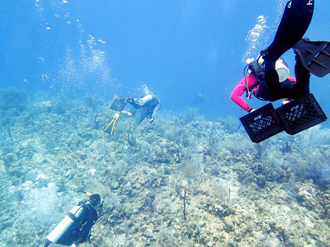 Volunteers work to remove rubble and salvage coral as part of the Magic Reef Recovery project. 
