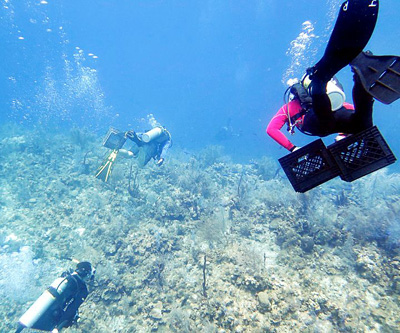 Volunteers have spent nearly 1,000 hours working to restore a large section of reef damanged by a cruise ship anchor last year, but there is much work left to be done.