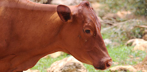 The Northward cows are all a breed of Red Poll mixed with Charolais. – Photo: Charles Duncan
